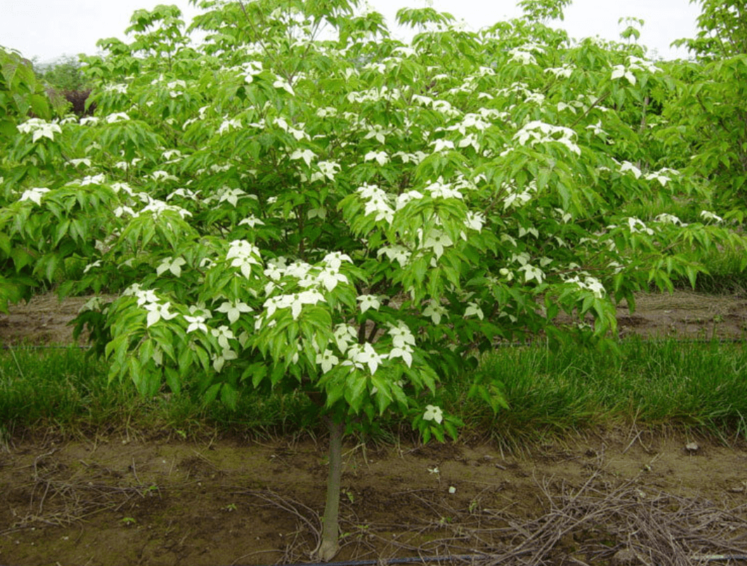 Plant of the Month: Cornus kousa Chinensis (Chinese Dogwood)