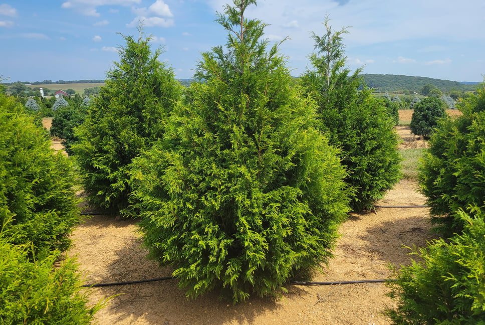 Plant of the Month: Deer resistant Thuja plicata 'Zebrina'