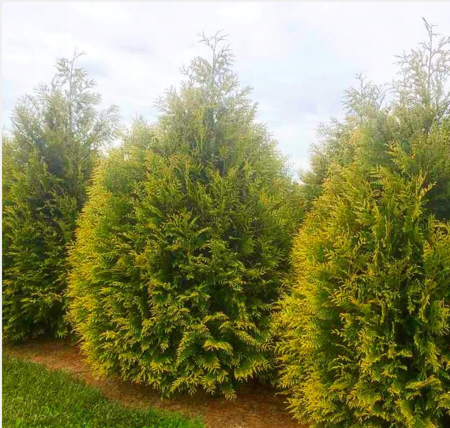 Plant of the Month: Deer resistant Thuja plicata 'Zebrina'