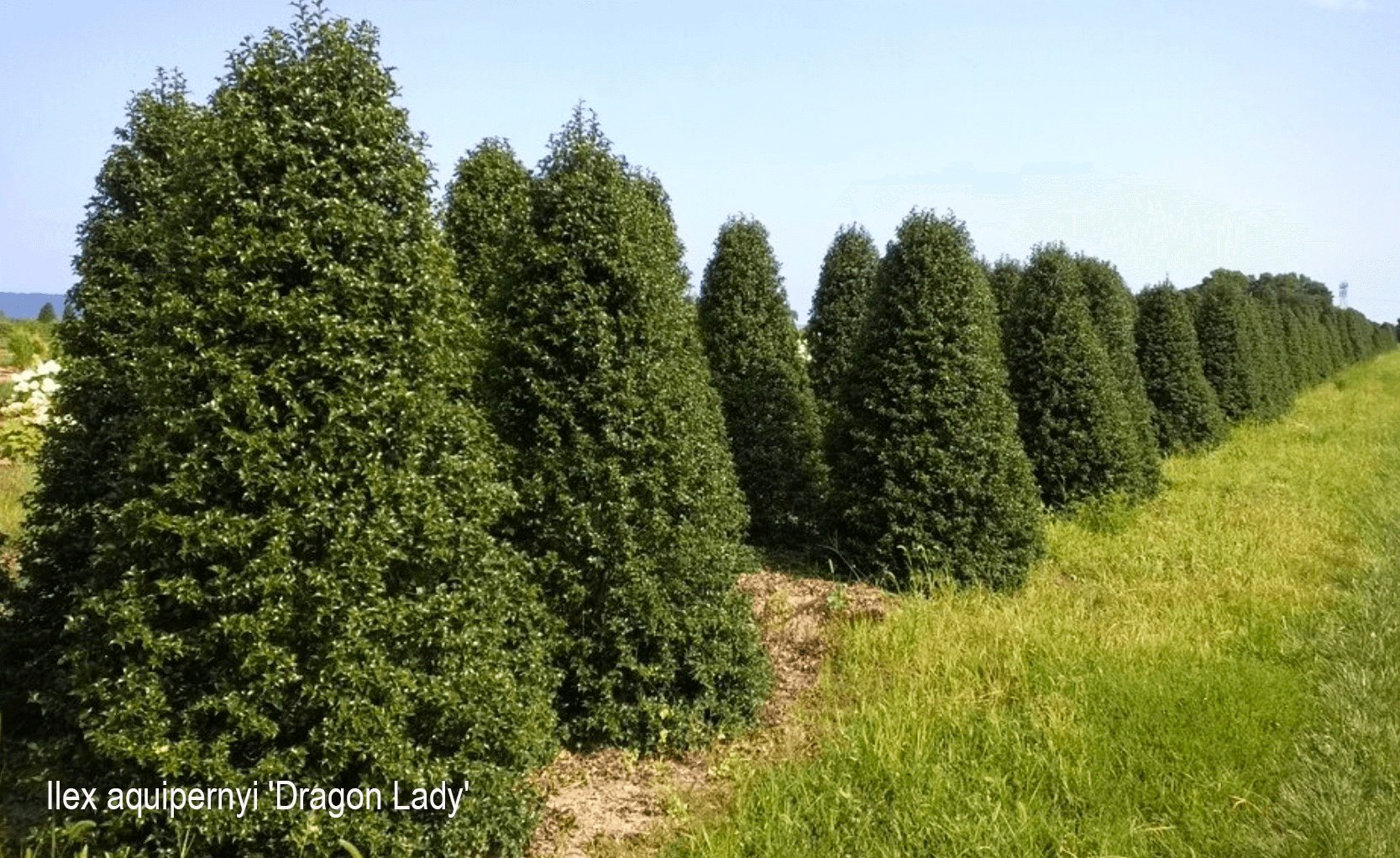 American Holly - One Rule for Pollination and Fruiting