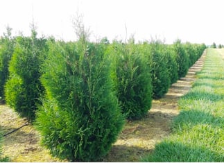 Plant of the Month: Thuja Occidentalis ‘Hetz Wintergreen’