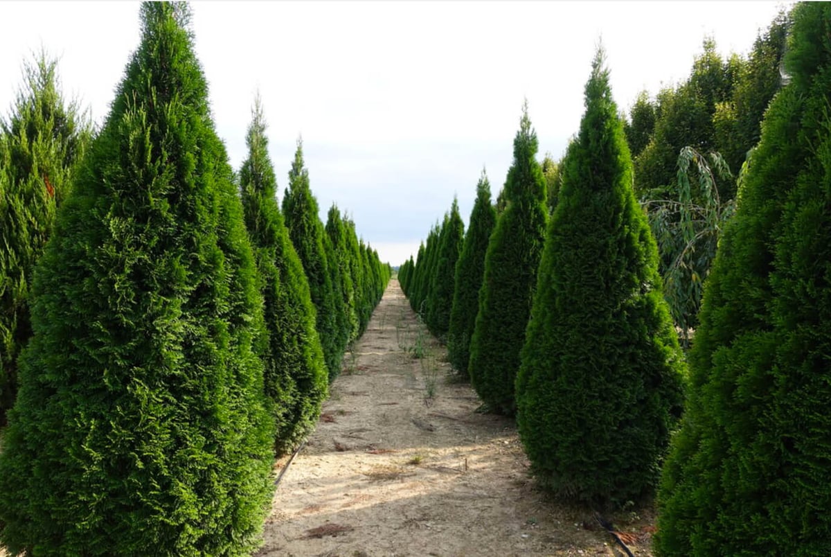 Plant of the Month: Thuja Occidentalis ‘Hetz Wintergreen’